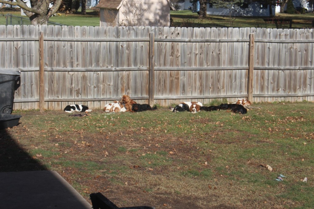Twelve Cavalier King Charles Spaniel Puppies Playing outside