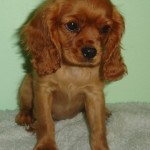 Adopt Cavalier King Charles Spaniels in Iowa