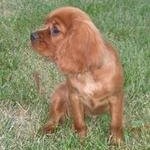 Brown Cavalier King Charles Spaniel puppy sitting in the grass