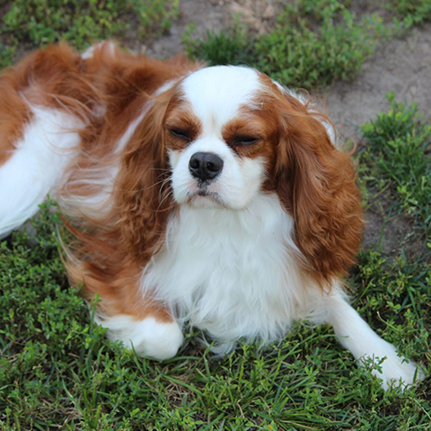 Caesar spaniel dog sales rescue