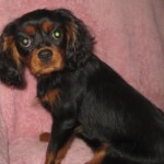 Molly