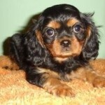 Black and Tan Cavalier King Charles Spaniel Puppy laying on Floor