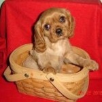 Cavalier King Charles Spaniel Breeders in Iowa