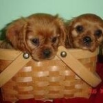 Two Cavalier King Charles Spaniel Puppies in Basket