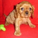 Brown Cavalier King Charles Spaniel puppy
