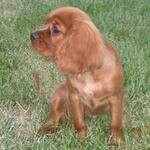 Brown Cavalier King Charles Spaniel puppy sitting in the grass