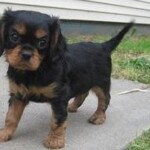 Cavalier King Charles Spaniel puppy standing on patio
