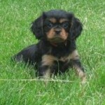 adopted-puppies~~element74