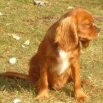 adopted-puppies~~element77