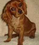 adopted-puppies~~element81