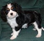 adopted-puppies~~element90