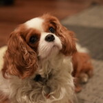 Cavalier puppy looking up