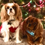 Cavalier puppies in front of Christmas tree